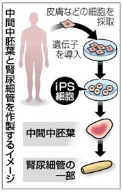 ipsjinzo.jpg